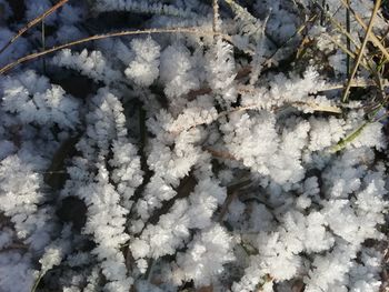 Full frame shot of frozen plants