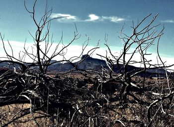 Bare trees on landscape against sky