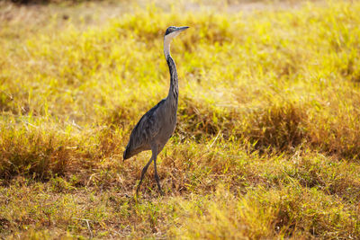 High angle view of gray heron on field