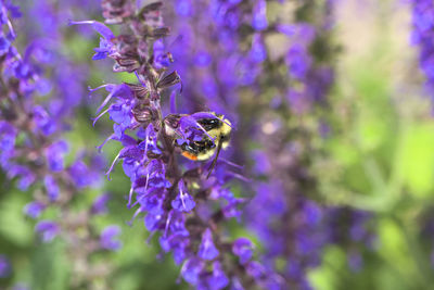 Close-up of bee pollinating on purple flower