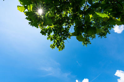 Low angle view of sunlight streaming through tree against blue sky