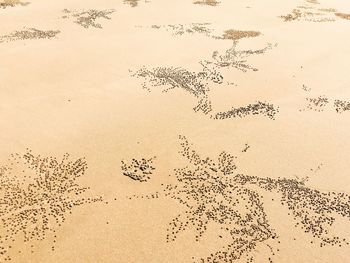 High angle view of sand balls created by crabs at sandy beach