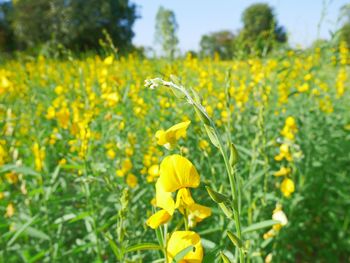 Close-up of yellow flowers blooming in field