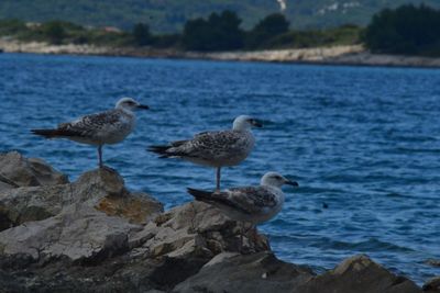 Seagulls perching by sea against sky