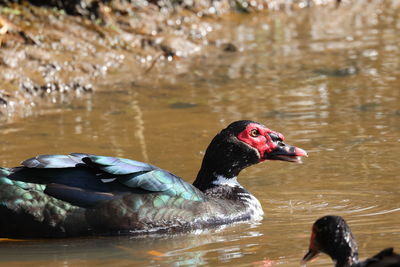 Duck swimming in lake