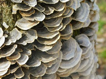 Close-up of leaves