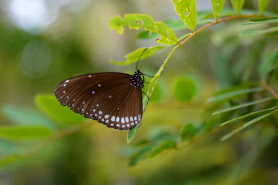 Close-up of butterfly on plant