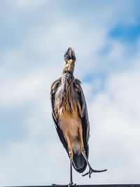 Close-up of a bird