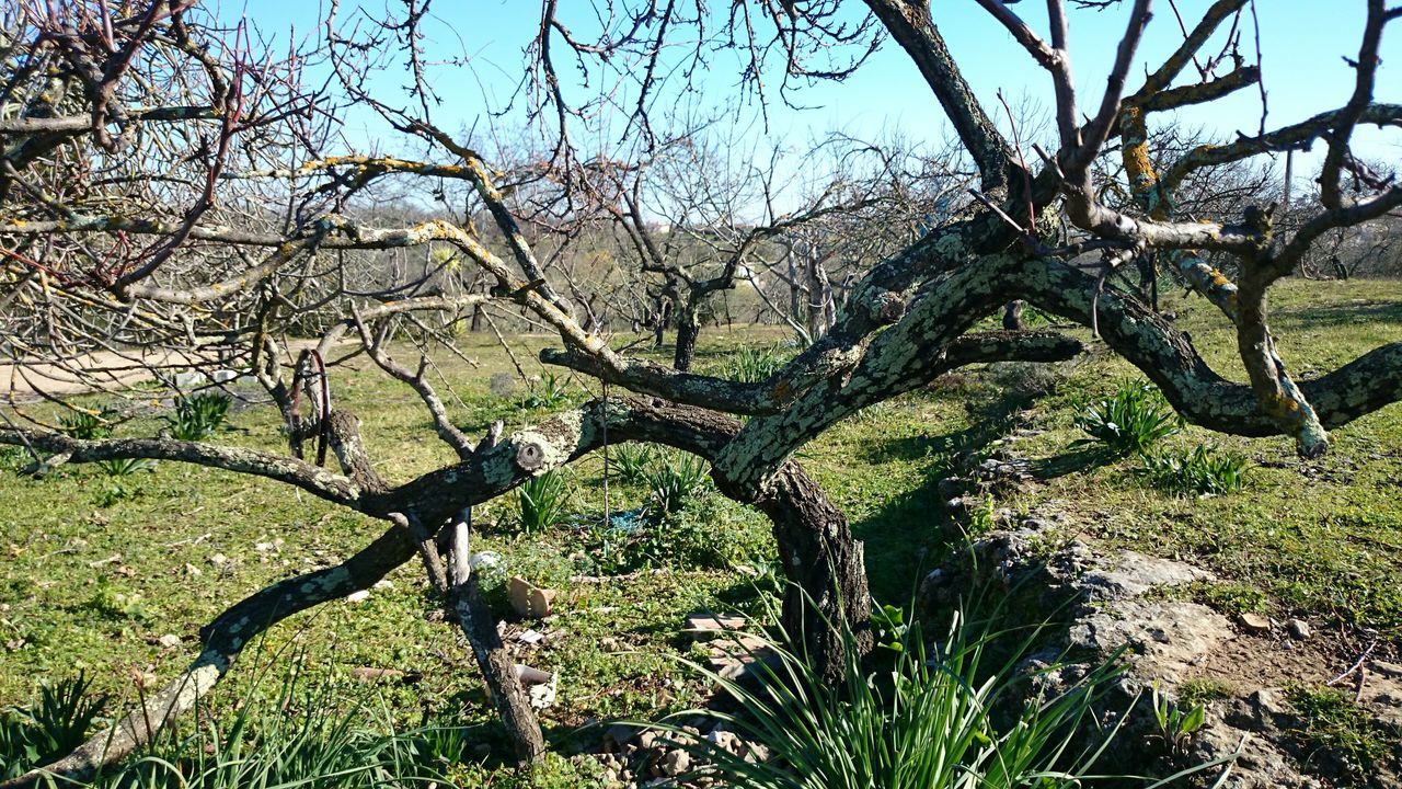 tree, branch, growth, tranquility, tranquil scene, nature, grass, clear sky, beauty in nature, scenics, green color, plant, sunlight, sky, landscape, field, bare tree, tree trunk, day, shadow