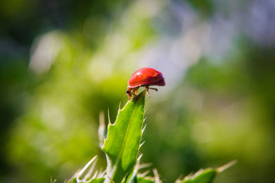 Close-up of insect on plant