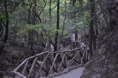 Trees in forest