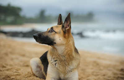 Dog sitting at beach against sky