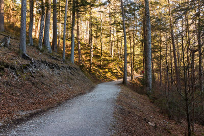 Road amidst trees in forest during autumn