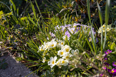 Close-up of white flowering plants