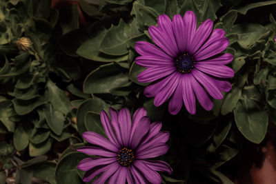 Close-up of pink flowers