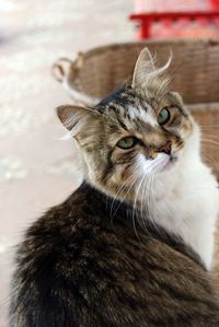 Close-up portrait of a cat