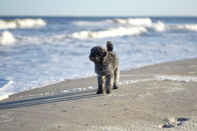 Cute happy little poodle dog at baltic sea beach in winter