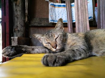 Cat sleeping on table