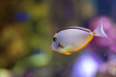 Close-up of fish swimming in sea