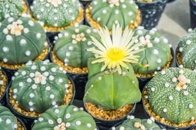 High angle view of succulent plants