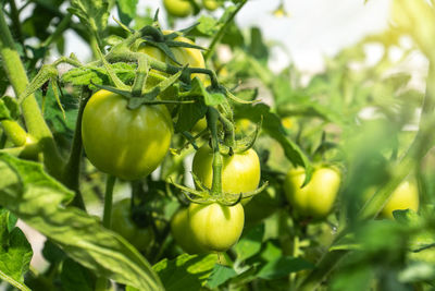 Close-up of fruit growing on plant