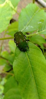 Close-up of insect on leaf