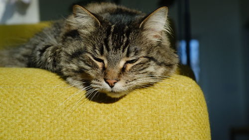 Close-up of a cat with eyes closed