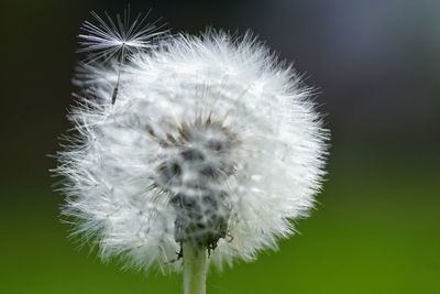 Close-up of dandelion