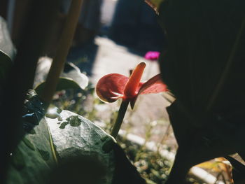 Close-up of flowers blooming outdoors