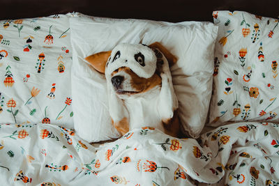 High angle view of dog resting on bed