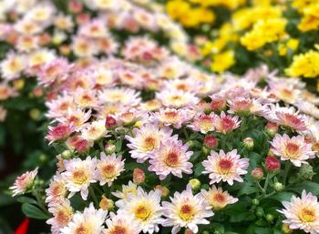 Close-up of flowers blooming outdoors