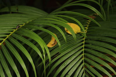 Close-up of plam leaf on the rain or moody day