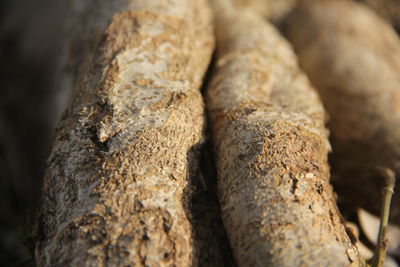 Close-up of fresh green tree trunk