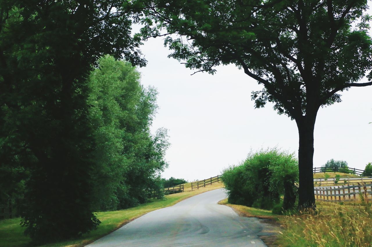 ROAD AMIDST TREES