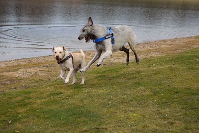 Dogs running on beach