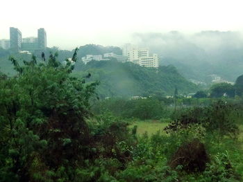 Trees in foggy weather