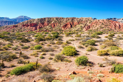 Scenic view of landscape against clear blue sky