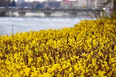 Close-up of yellow flowering plants on land