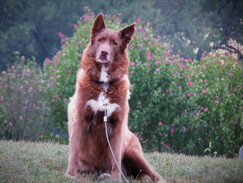 Portrait of dog on grass