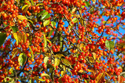 Close-up of fruits on tree