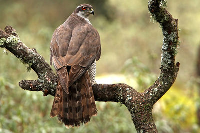 Close-up of owl perching on branch