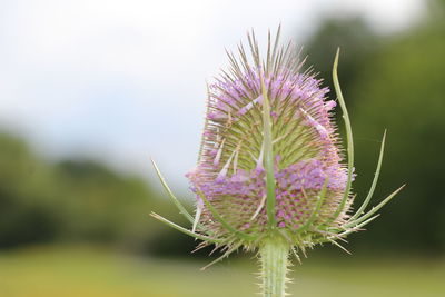 Close-up of thistle flower