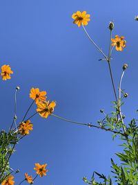 Low angle view of yellow flowering plants against clear blue sky