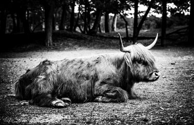 Cow lying down on field