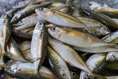 Close-up of fish for sale in market