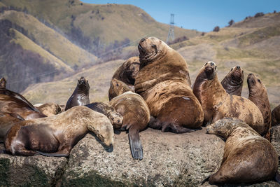 Seals on rock against mountain