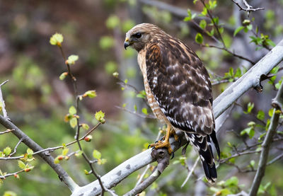 Close-up of a bird perching on branch