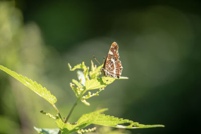 Close-up of butterfly on leaf