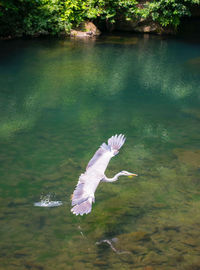 Bird flying over lake