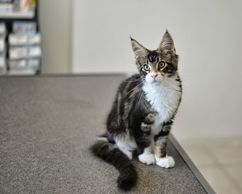 Portrait of a mainecoon kitty